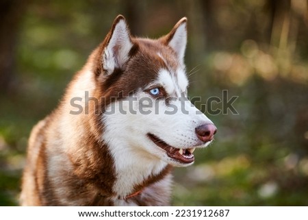Siberian Husky dog profile portrait with blue eyes and brown white color, cute sled dog breed. Friendly husky dog portrait outdoor forest background, walking with beautiful adult pet