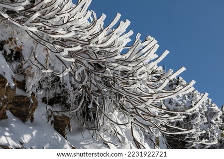 Plant branches after freezing rain. Details of winter nature. Plants sparkle in the sun with icy branches.