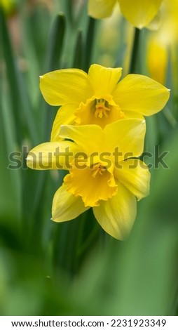 Two yellow daffodil flowers bloom in the spring garden on a green blurred background of leaves, selective focus. Picture for congratulations on Valentine's Day