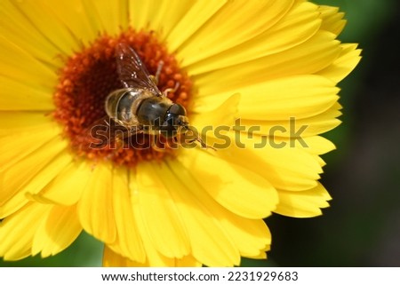 a bee collects honey on a bright yellow flower