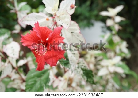 hibiscus flower with variegated leaves