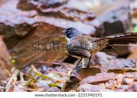 The Fantail Flycatchers in nature of Thailand.