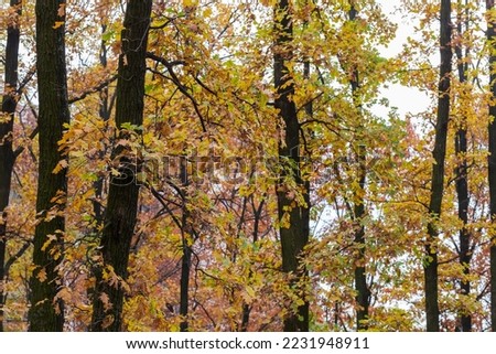 Trunks and branches of the old white oaks with autumn leaves in overcast weather, fragment of the oak forest
