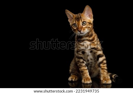 Bengal Kitten on Black Background