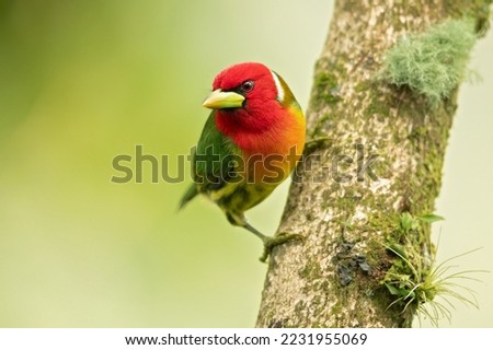 Red-headed barbet (Eubucco bourcierii) is a species of bird in the family Capitonidae, the New World barbets. It is found in Costa Rica, Panama, Venezuela, Colombia, Ecuador and Peru Royalty-Free Stock Photo #2231955069