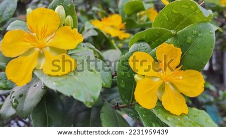 Beautiful colorful flower Ochna Serullata