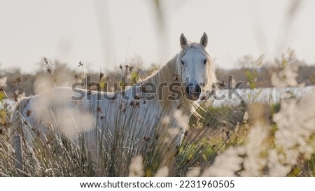 White Camargue horse in the south of France. Horses raised in freedom in the middle of the Camargue bulls in the ponds of Camargue. Trained to be ridden by gardians.	 Royalty-Free Stock Photo #2231960505