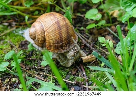 Porcupine snail photographed in the grass with antennae visible