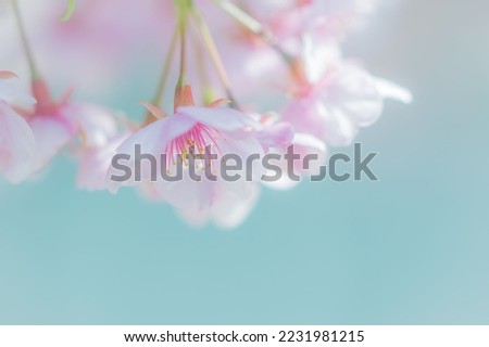 Sakura or Cherry blossoms bloom in the Japanese summer.