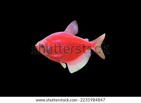 Moonrise pink color fluorescent Black tetra fish (Black widow tetra, Petticoatfish, Gymnocorymbus ternetzi) on isolated black background. It is genetically engineered fish.