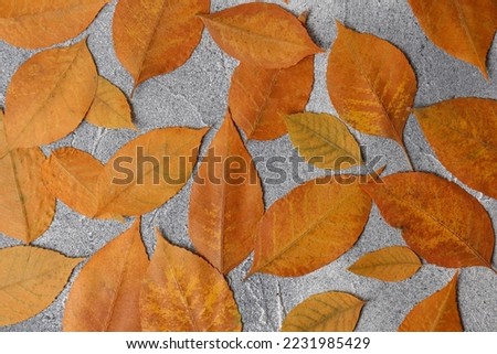 Many beautiful orange leaves on grey textured table, flat lay