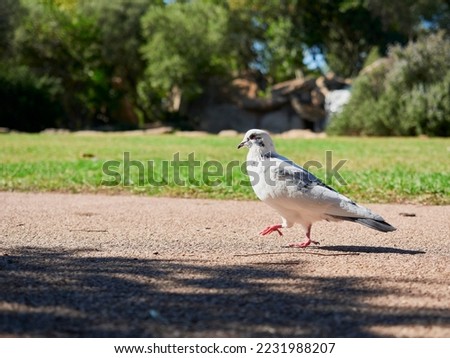 A picture of a nice pigeon