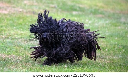 Black Hungarian Puli dog running on grass with dreadlocks flying