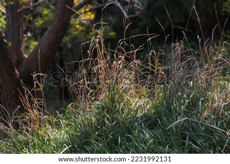 Dried grass in a field under the sunlight in autumn on a blurry background. A picture of dry grass in a field flooded with sunlight, on a blurry background.