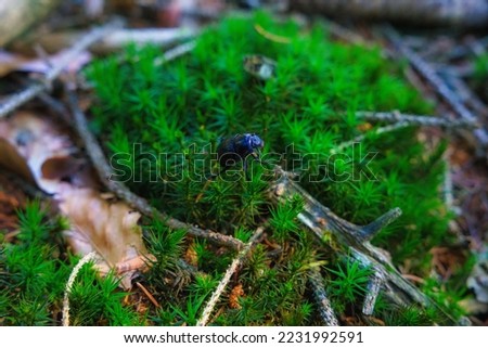 The Dung Beetle - Anoplotrupes stercorosus walking in forest ecosystem. Wildlife close up. Royalty-Free Stock Photo #2231992591