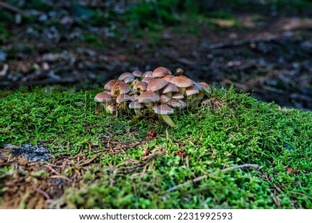 Inedible sulfur tuft or clustered woodlover. Hypholoma fasciculare, sulphur tuft or clustered woodlover. Poisonous mushrooms growing in green moss on fallen tree trunk Royalty-Free Stock Photo #2231992593