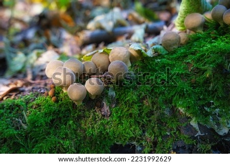 A Forest fungus. Common puffball mushroom - Lycoperdon perlatum - growing in green moss in the autumn forest.