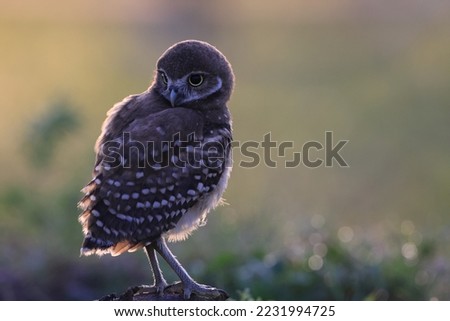 Burrowing Owl (Athene cunicularia) Cape Coral Florida USA