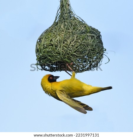 Southern Masked Weaver (Ploceus velatus) building a neat, finely woven nest Royalty-Free Stock Photo #2231997131