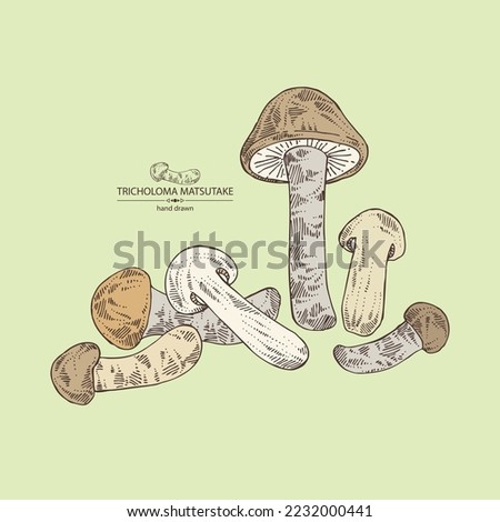 Background with tricholoma matsutake: piece of matsutake, tricholoma matsutake mushrooms. Vector hand drawn mushroom illustrations Royalty-Free Stock Photo #2232000441
