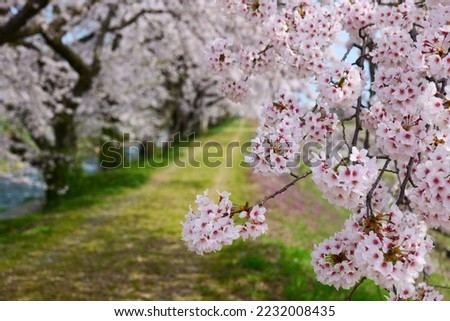 The row of cherry trees along the River Funakawa.Asahi,Toyama,Japan.Middle April.