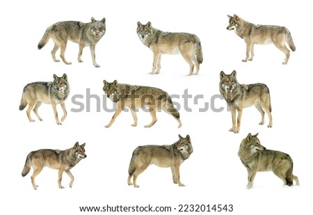 collage gray wolf  isolated on white background