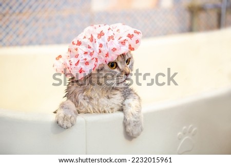 Bathing animals, grooming, combing, drying and styling cats, combing wool. A beautiful British cat in a shower cap bathes in the bath. Animal care. Animal care. Royalty-Free Stock Photo #2232015961