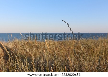 Meadow plants and tall grass on a high seashore. Sea landscape. Clear horizon above water. Black Sea, Ukraine, Eastern Europe. Minimalist photo.