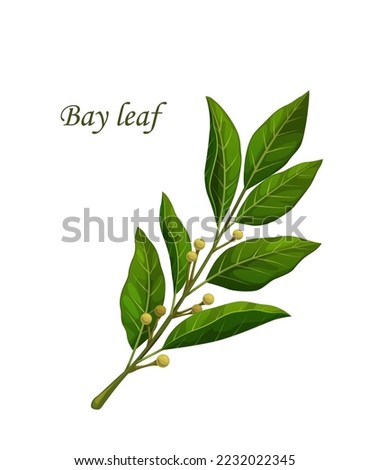 Bay leaves, herb seasoning or spice flavoring and herbal condiment, vector cooking ingredient. Bay leaf plant branch for spice and herbs product package, cooking recipe and healthy food spice Royalty-Free Stock Photo #2232022345