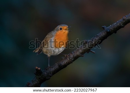 Singing European Robin (Erithacus rubecula) on a branch in the forest of Noord Brabant in the Netherlands. Dark background.