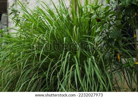 Lemongrass (Cymbopogon citratus) is a plant a member of the tribe herbs which is used as a spice to flavor food