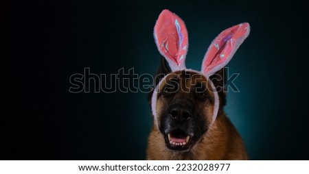 Pet celebrates Catholic Easter. Happy German Shepherd with pink Easter bunny ears portrait closeup. Studio photo of dog inside on dark blue background. Horizontal web banner with copy space.