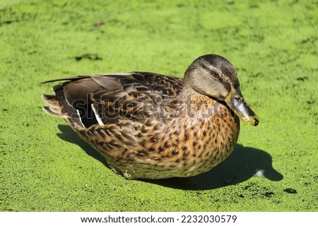Mallard duck in a pond. Parc floral, Paris, France.