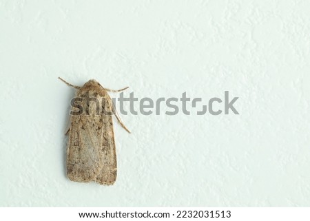 Paradrina clavipalpis moth on white textured background, top view. Space for text