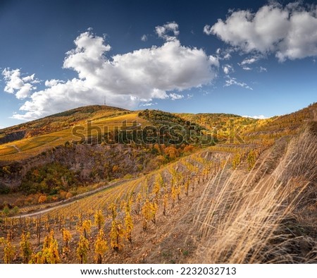 Wonderful vineyards at Tokaj in autumn