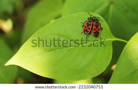 Two firebugs on a greed leaf. Couple of red and black firebugs sitting side by side on a lilac leaf. Spring image of two red and black bugs resting together on a fresh green syringa foliage. Love.