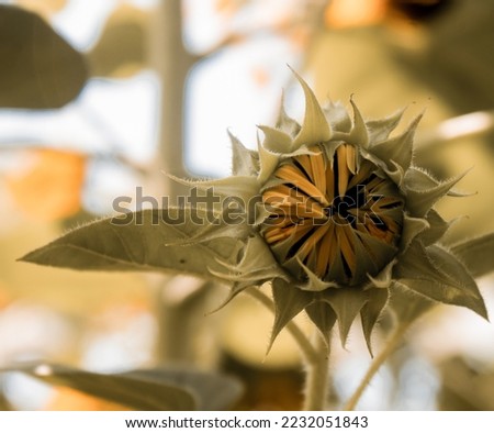 Close up of sun flower on a sunny day with a natural background. Selective focus. High quality photo.