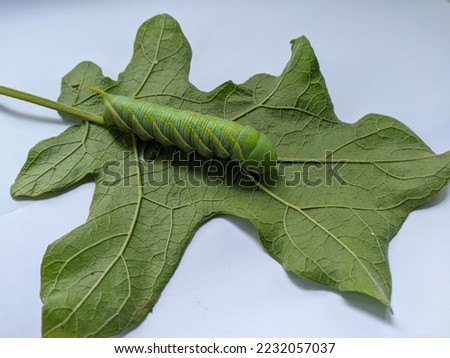 a large caterpillar on a green leaf a metamorphosis to become a large butterfly