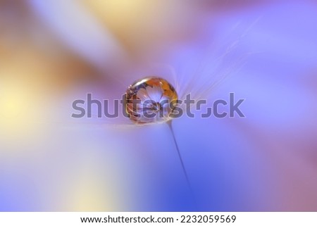 Beautiful Nature Background.Floral Art Design.Abstract Macro Photography.Pastel Flower.Dandelion Flowers.Blue Background.Creative Artistic Wallpaper.Wedding Invitation.Celebration,love.Close up View.