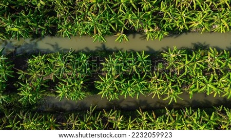 Aerial view of Cultivation trees and plantation in outdoor nursery. Banana plantation in rural Thailand. Cultivation business. Natural landscape background.