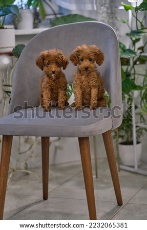 Red toy poodle puppies are sitting on an armchair in the living room.  Beautiful picture for calendars, notebooks, phone.