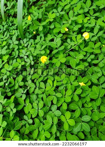 a bunch of green Pinto peanut golden glory plant