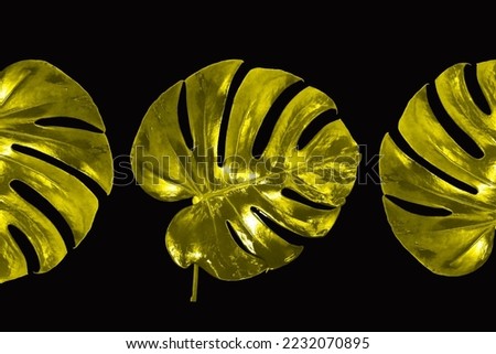 Top veiw, Bright fresh monstera golden colour leaf isolated on black background for stock photo or advertisement, Genus of flowering plants, Tropical plants