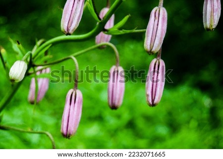 pink flower pods with green background