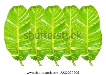 Top view, Five banana leaf isolated on white background for design or stock photo, summer flora, nature plant , stripes leave