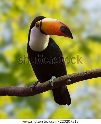  Toucan  (Ramphastos toco) over nature background