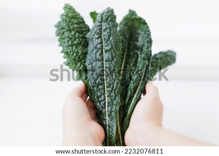 Woman holds fresh black kale leaves close up. Fresh organic farmers salad