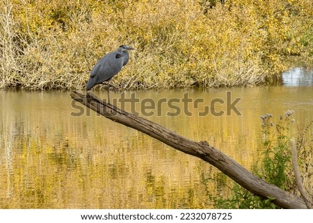 A heron on a branch in the area 't Weegje in Waddinxveen, Netherland.