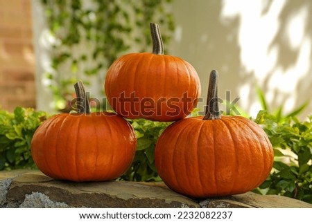 Many whole ripe pumpkins on stone curb outdoors