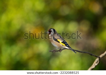 Goldfinch (Carduelis carduelis) on branch